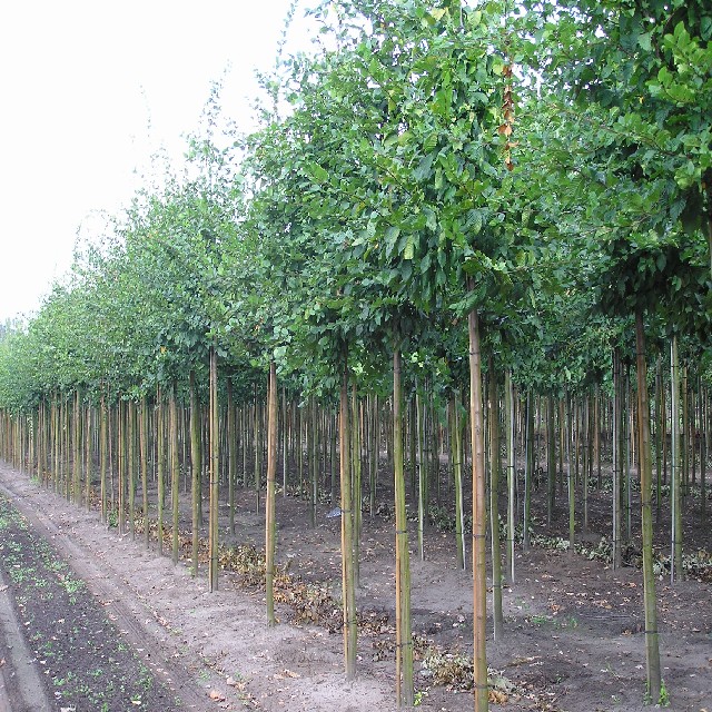 Carpinus betulus