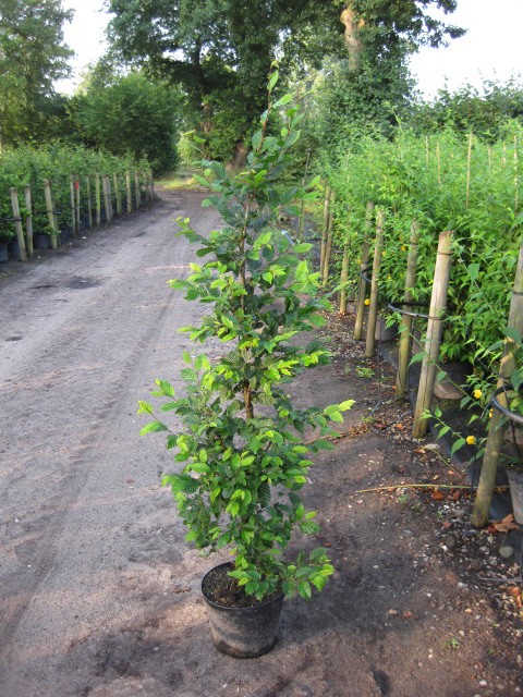 PyramidenHainbuche (Carpinus betulus, Fastigiata) 1618 cm bestellen