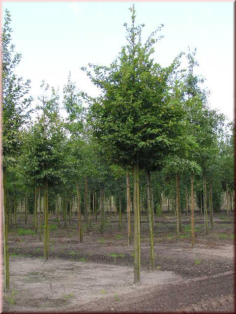 Carpinus betulus