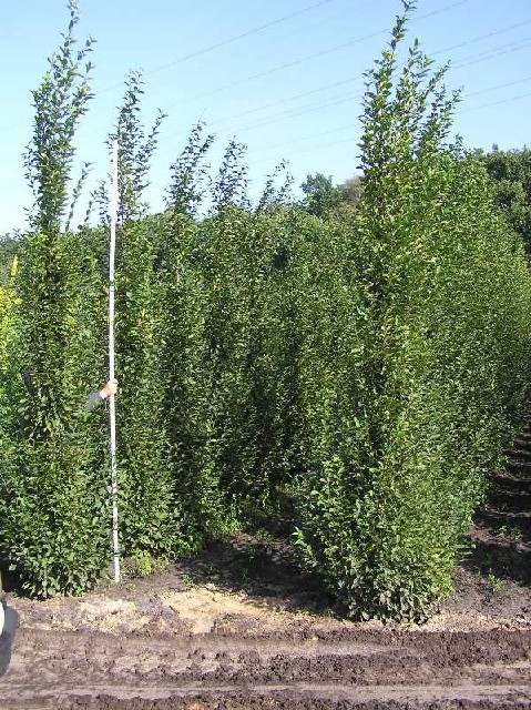 Carpinus betulus 'Fastigiata'