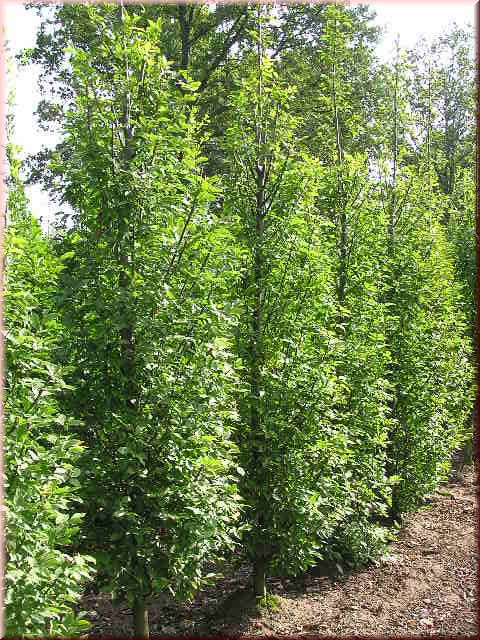 Carpinus betulus 'Fastigiata'