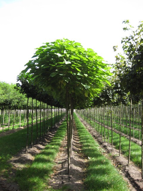 Catalpa bignonioides 'Nana'