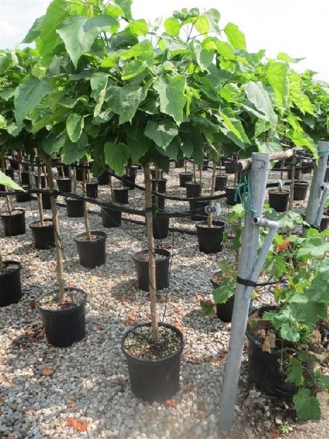 Catalpa bignonioides 'Nana'