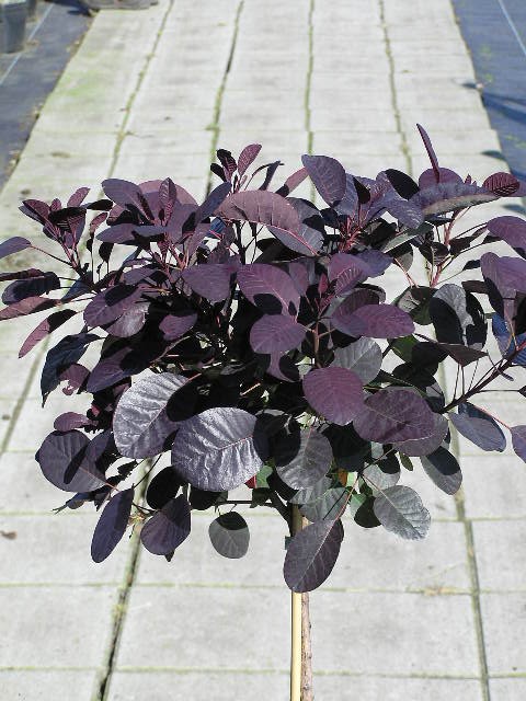 Cotinus coggygria 'Royal Purple'