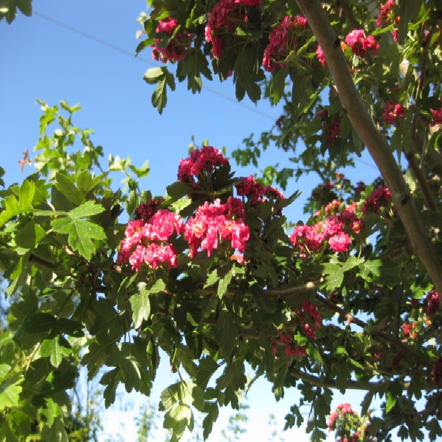 Crataegus laevigata 'Paul's Scarlet'