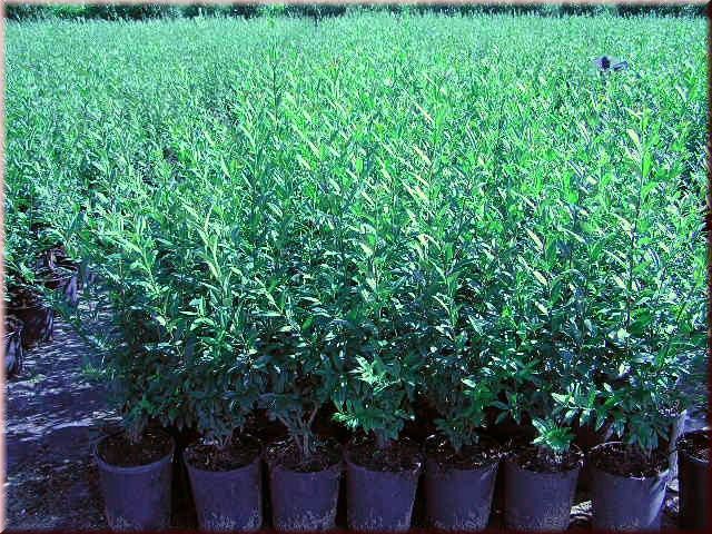 Ligustrum vulgare 'Atrovirens'