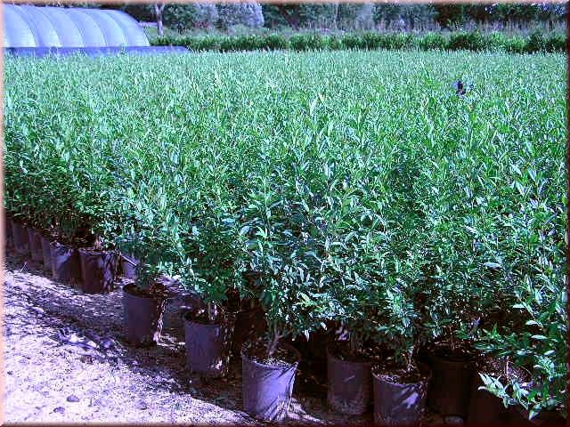 Ligustrum vulgare 'Atrovirens'