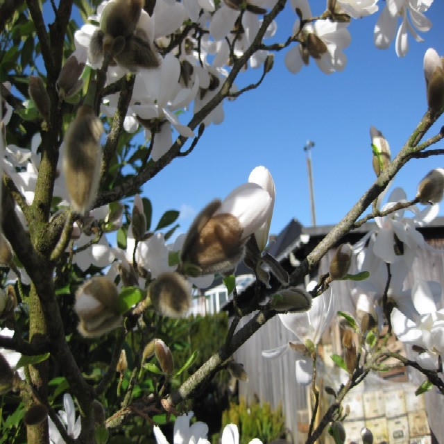 Magnolia stellata