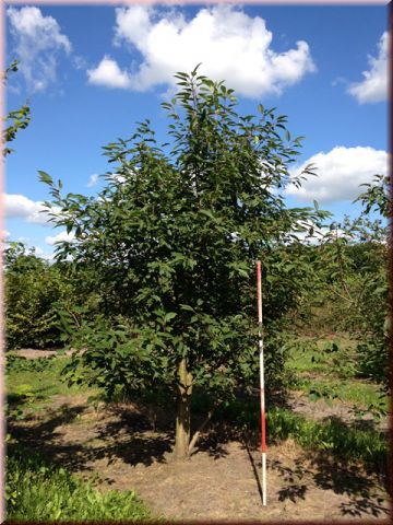 Prunus avium 'Plena' CAC