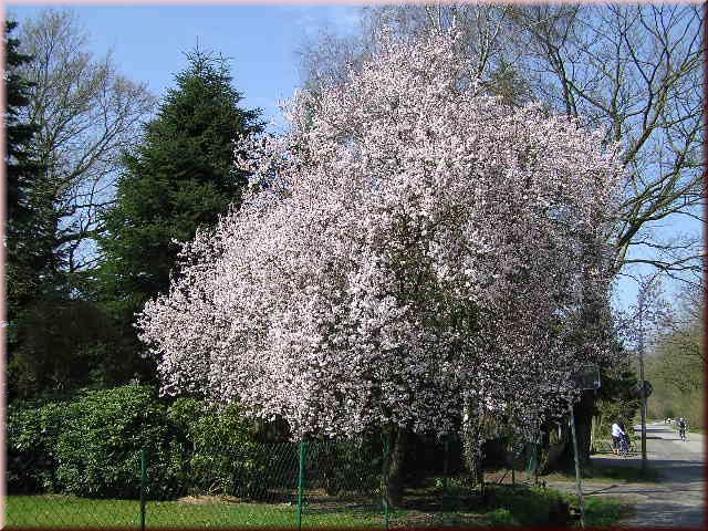 Prunus cerasifera 'Nigra' CAC