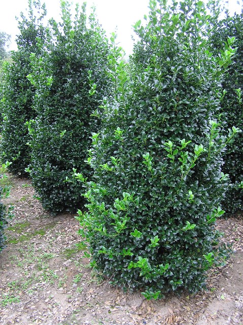 Ilex meserveae 'Heckenfee'-S-