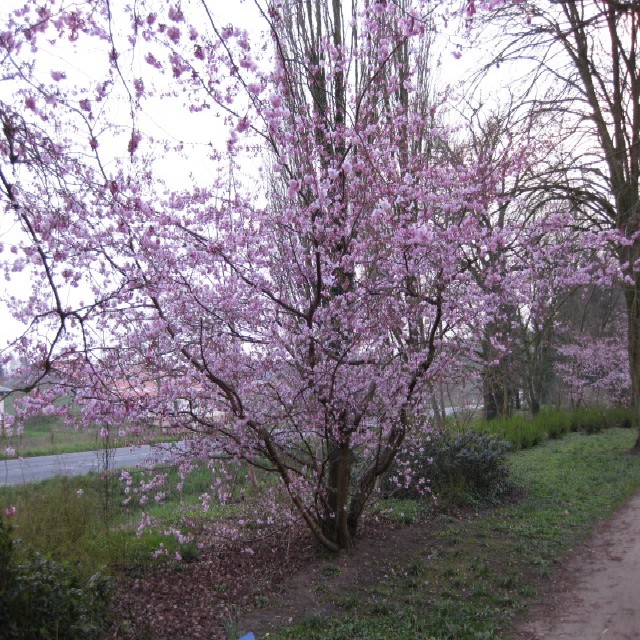 Prunus sargentii Veredlung CAC