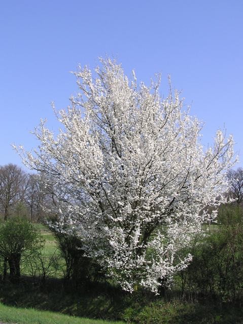 Prunus spinosa CAC
