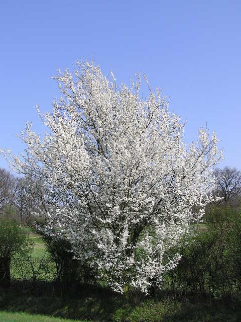 Prunus spinosa CAC