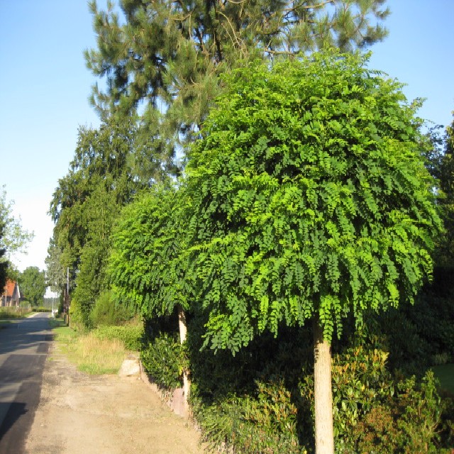 Robinia pseudoac. 'Umbraculifera'