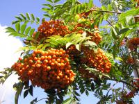 Sorbus intermedia