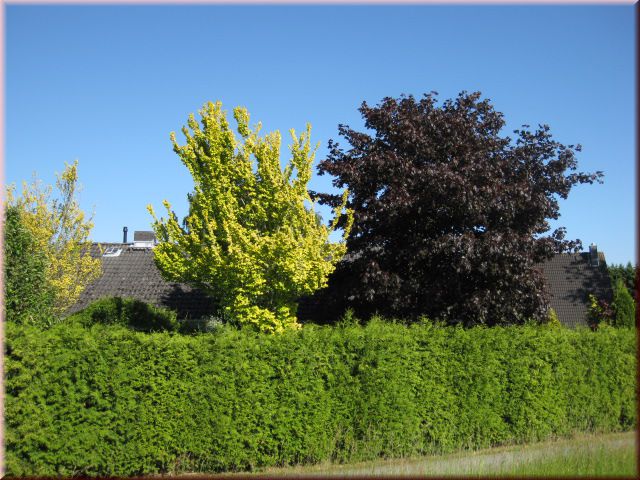 Ulmus carpinifolia 'Wredei'