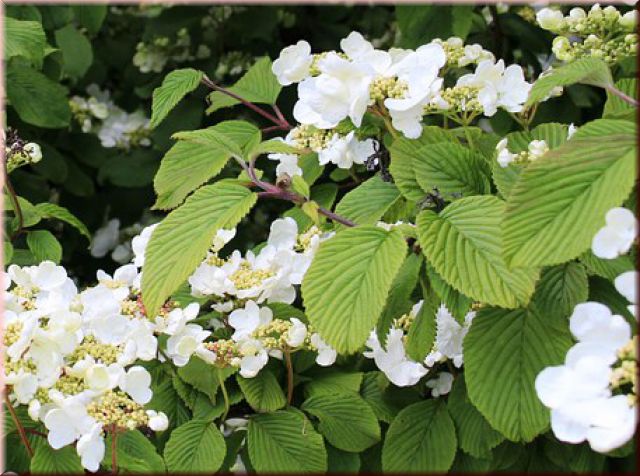 Viburnum plicatum 'Mariesii'