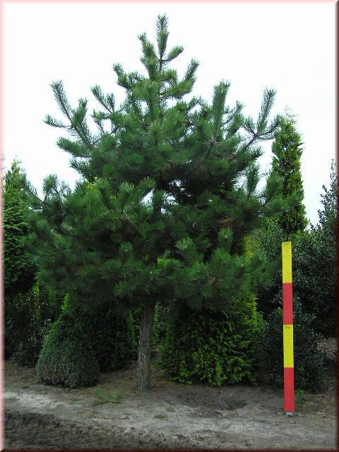 Pinus nigra ssp.nigra