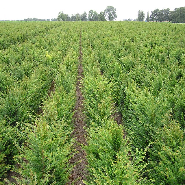 Taxus baccata