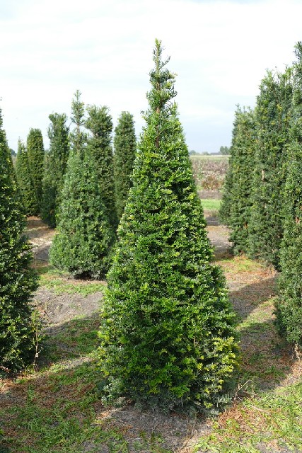 Taxus baccata