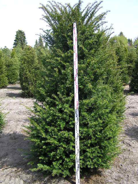 Taxus baccata