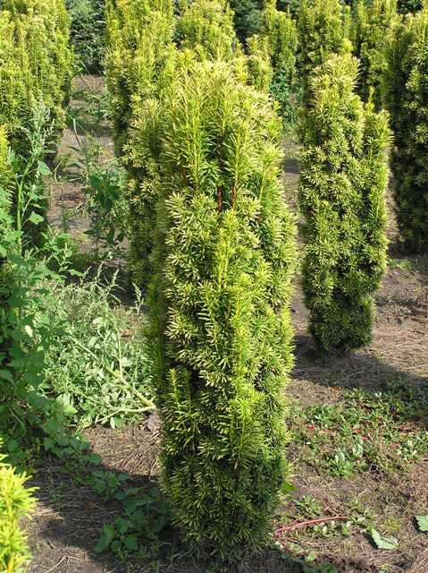 Taxus baccata 'Fastigiata Aureomarginata'