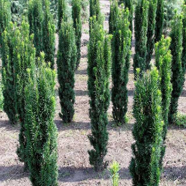 Taxus baccata 'Fastigiata Robusta'