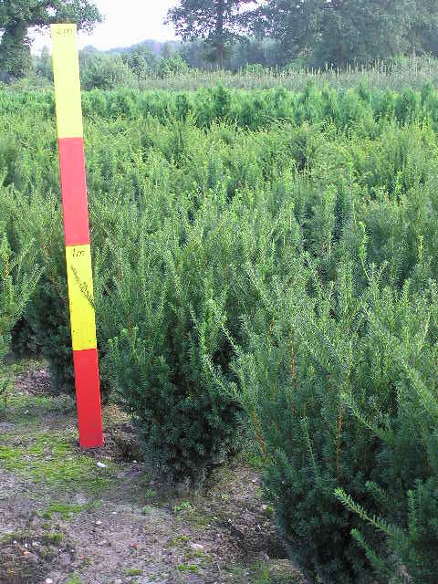 Taxus media 'Hicksii'