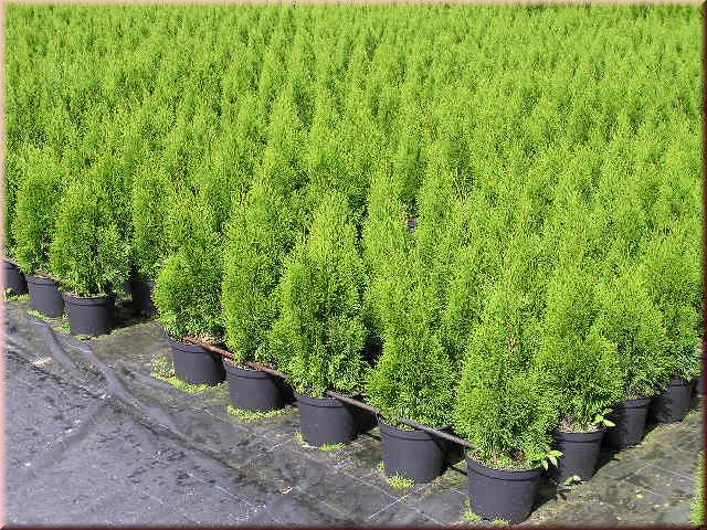 Thuja occidentalis 'Smaragd'