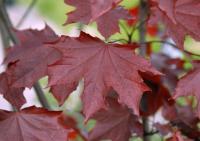 Acer platanoides 'Royal Red'