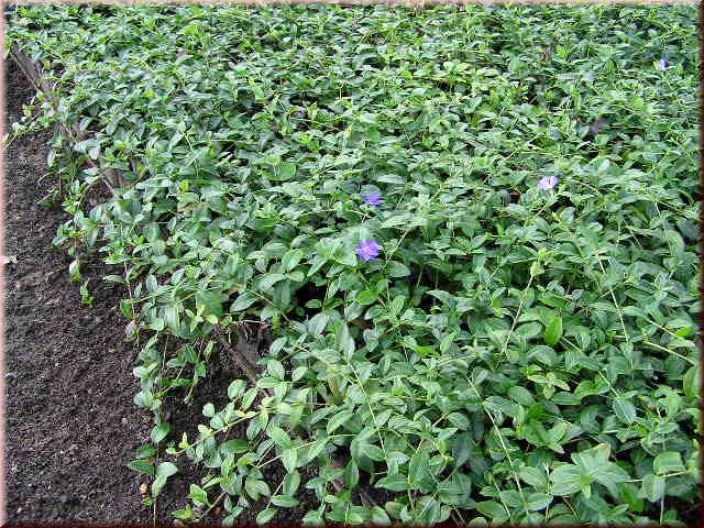 Vinca minor