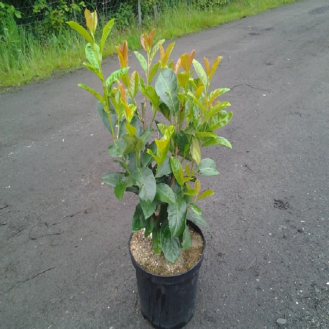 Prunus lauroc. 'Etna' ®