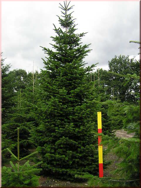 Abies nordmanniana