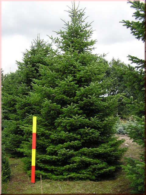 Abies nordmanniana