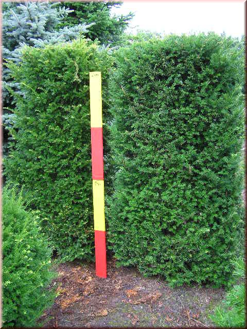 Taxus baccata