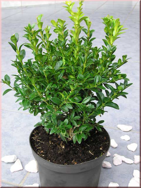 Buxus sempervirens var. arborescens