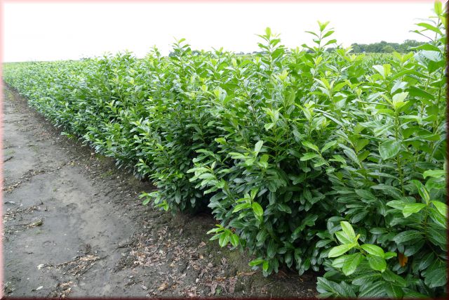 Prunus lauroc. 'Novita'