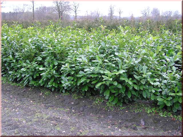 Prunus lauroc. 'Rotundifolia'