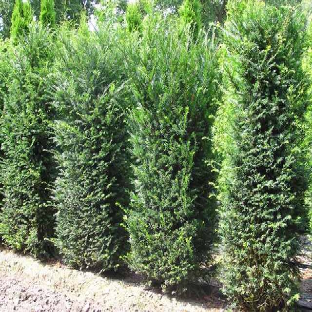 Taxus baccata