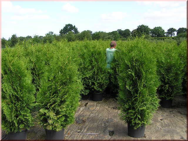 Thuja occidentalis 'Brabant'