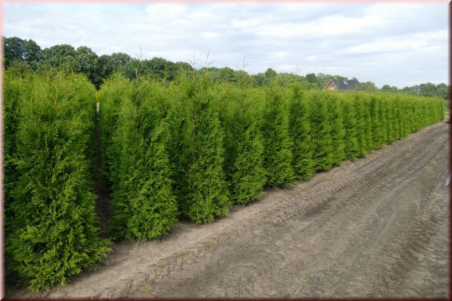 Thuja occidentalis 'Brabant'