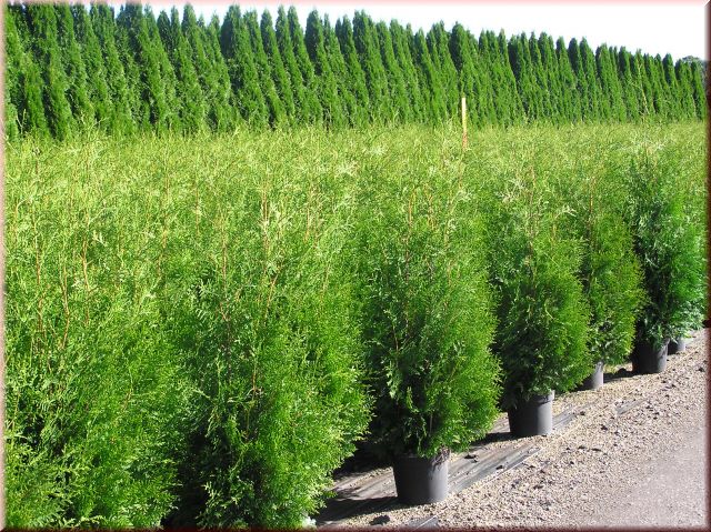 Thuja occidentalis 'Brabant'