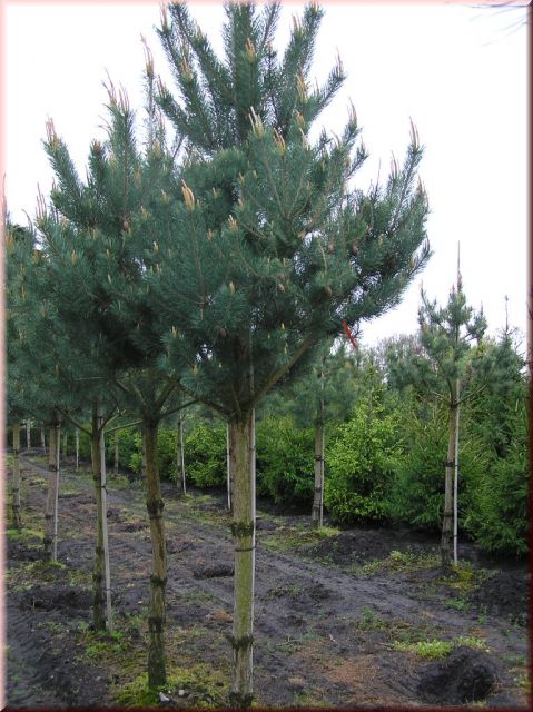Pinus sylvestris -Hochstamm-