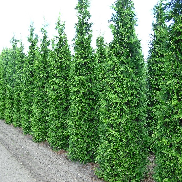 Thuja plicata 'Martin'