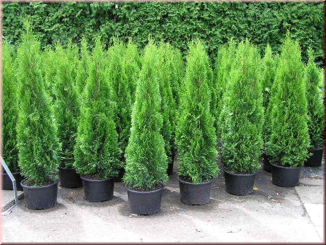 Thuja occidentalis 'Smaragd'