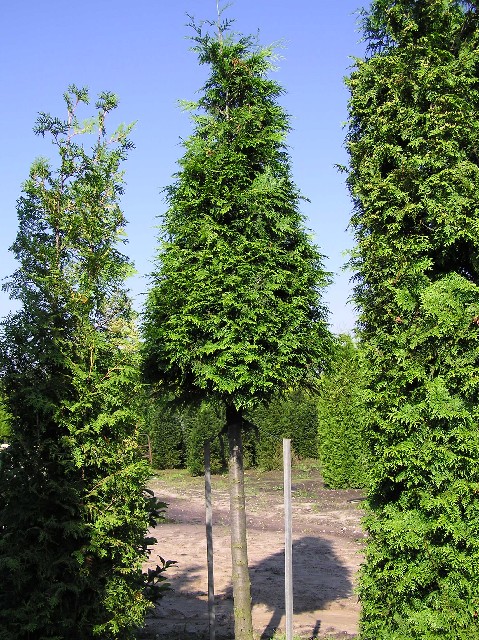 36+ Thuja Wie Hoch, Auf plantopedia erfahren sie, wie sich die thuja