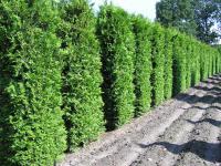 Thuja occidentalis 'Brabant'