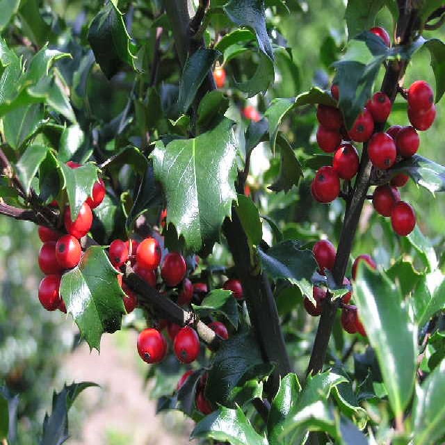 Ilex meserveae 'Blue Maid' -R-