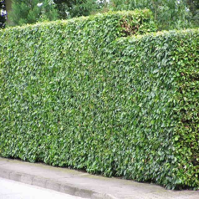 Fagus sylvatica